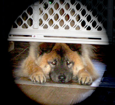 I sure wish I was going to Dogs Rule! today.